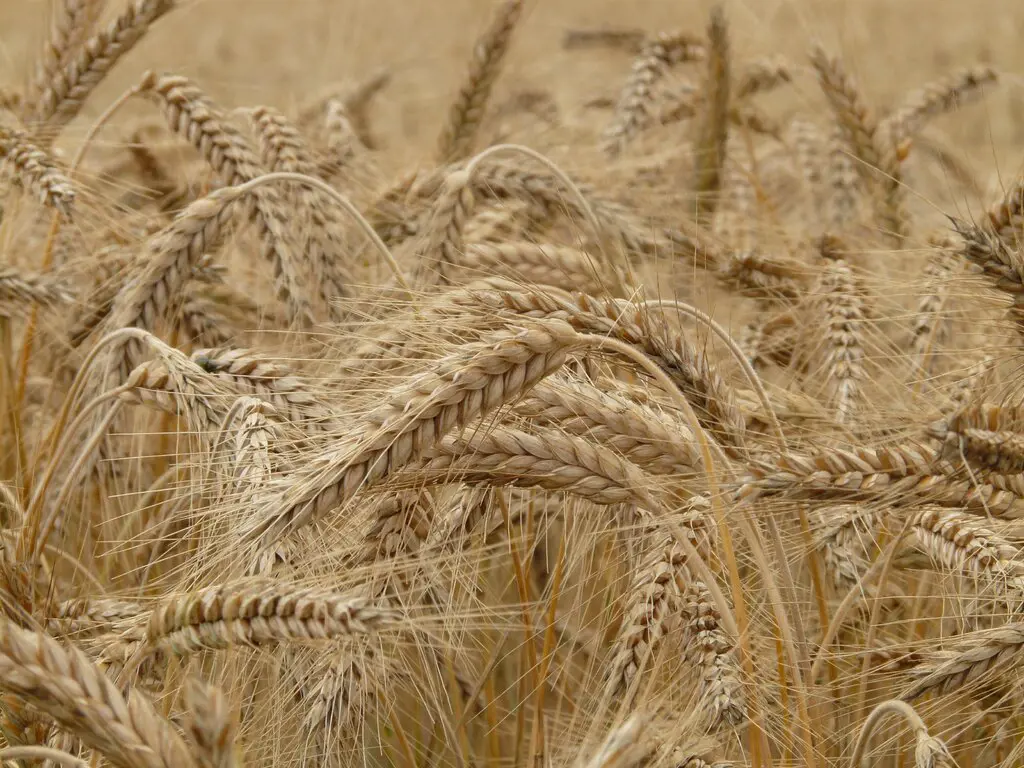 Главы ООН, Турции и Украины обсудят зерновую сделку и мир