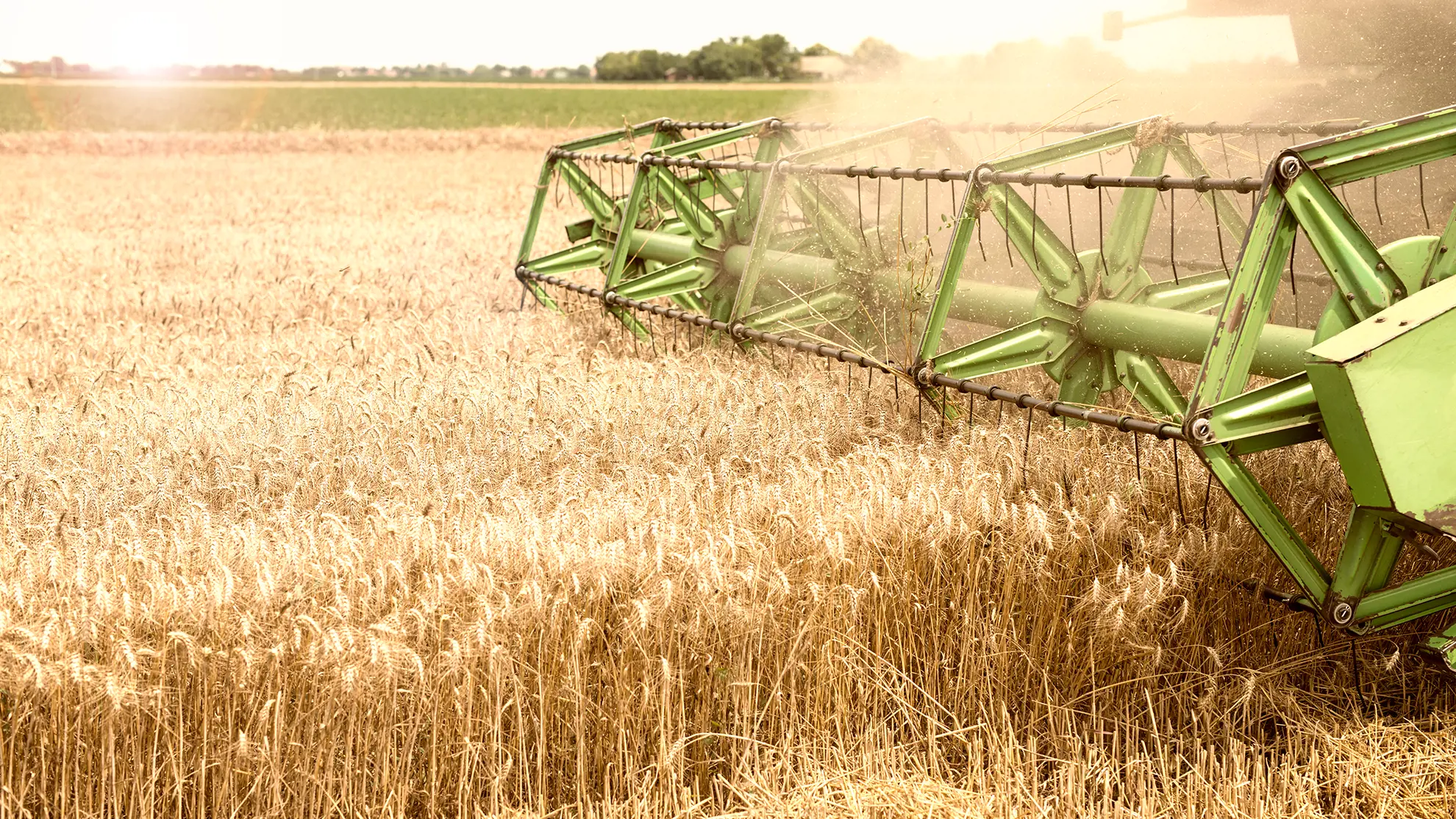 поле пшеница комбайн