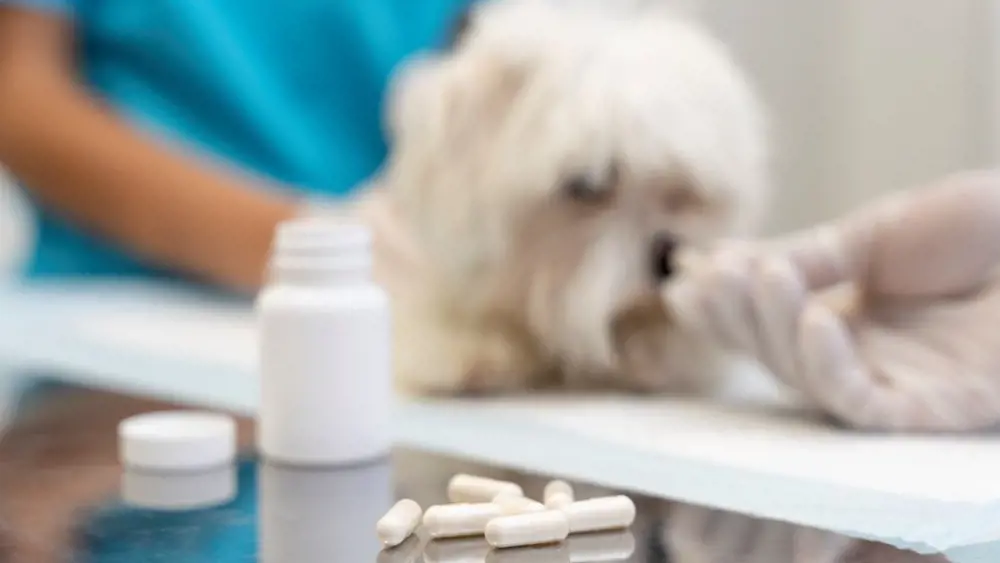 Производство лекарственных препаратов для животных запустили в Саратове